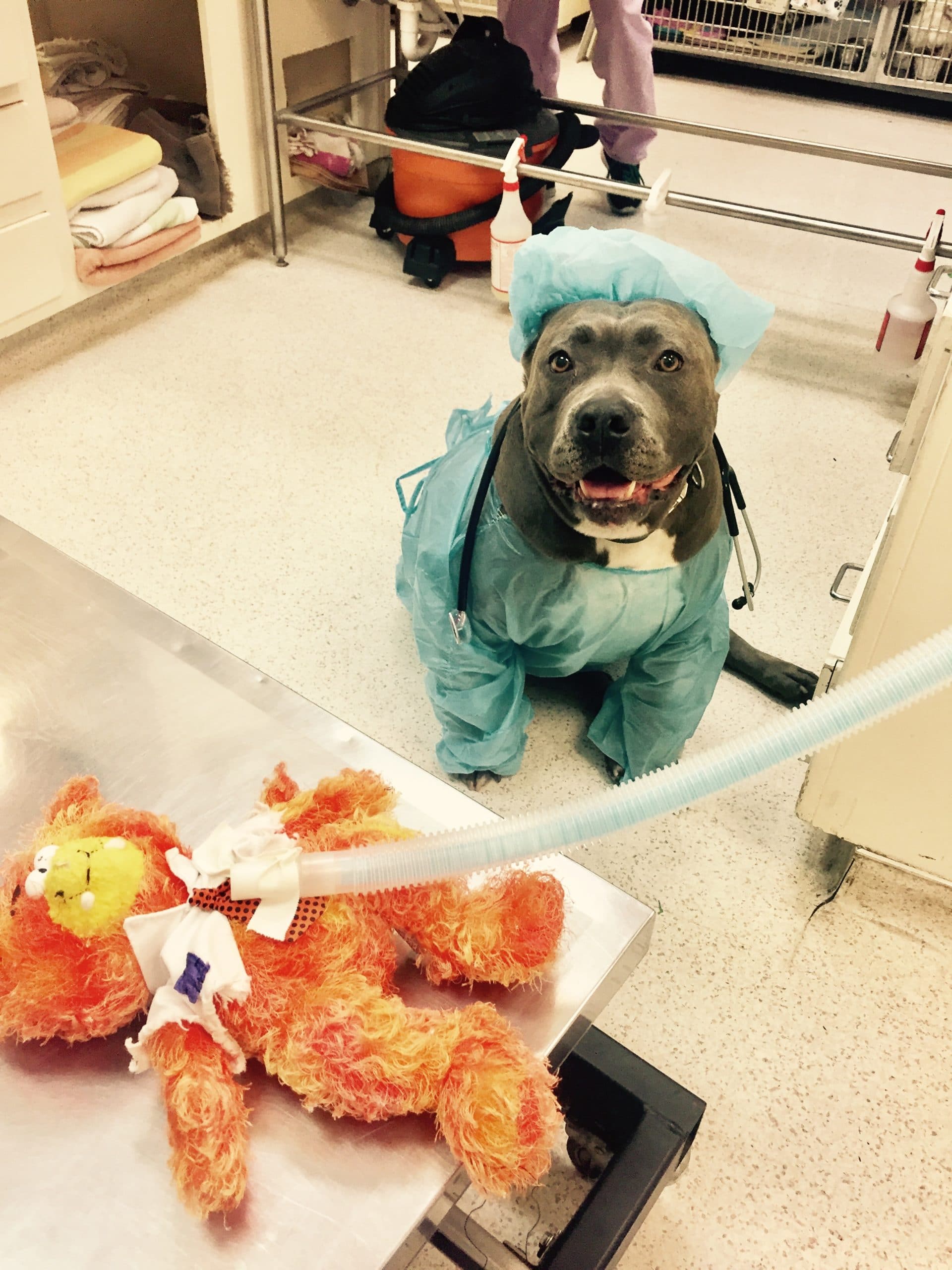 Veterinarian in San Pedro, CA Peninsula Pet Clinic (310) 8331111